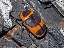 Scarab - Pachnoda savignyi.JPG