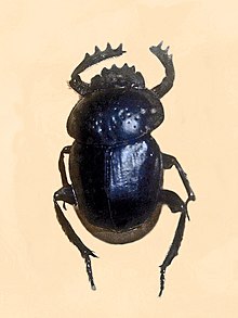 Scarabaeidae - Scarabaeus puncticollis.JPG