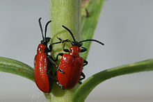Scarlet lily beetle lilioceris lilii.jpg