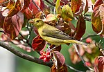 Thumbnail for File:Scarlet tanager in GWC (24870).jpg