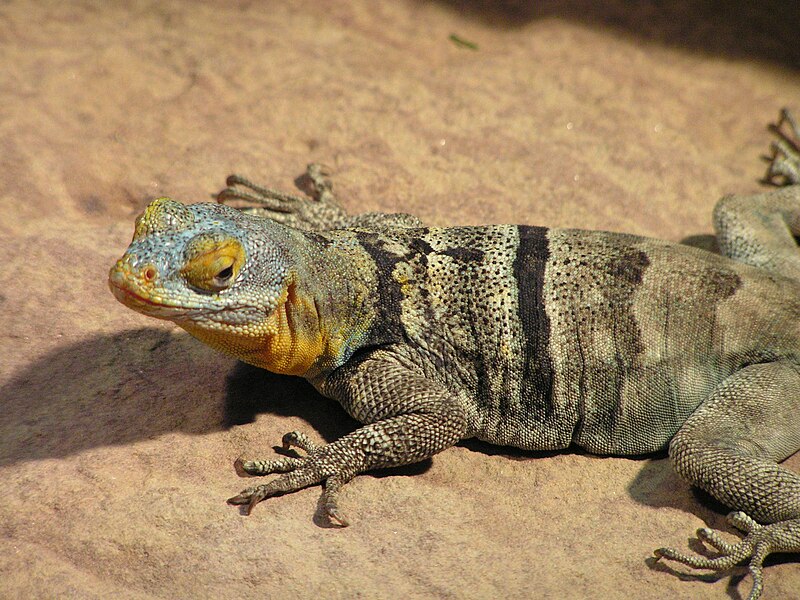 File:Sceloporus serrifer.JPG