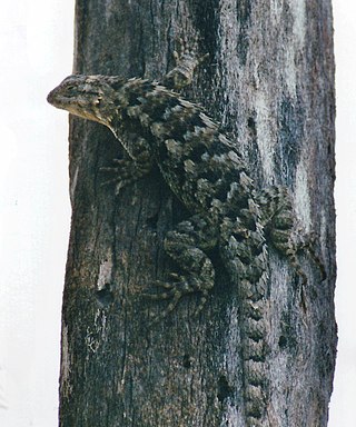 <i>Sceloporus spinosus</i> Species of lizard