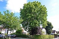 Oak in Westendstrasse