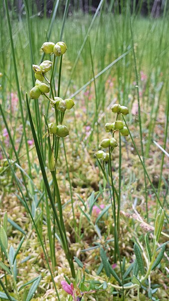 File:Scheuchzeria palustris sl2.jpg