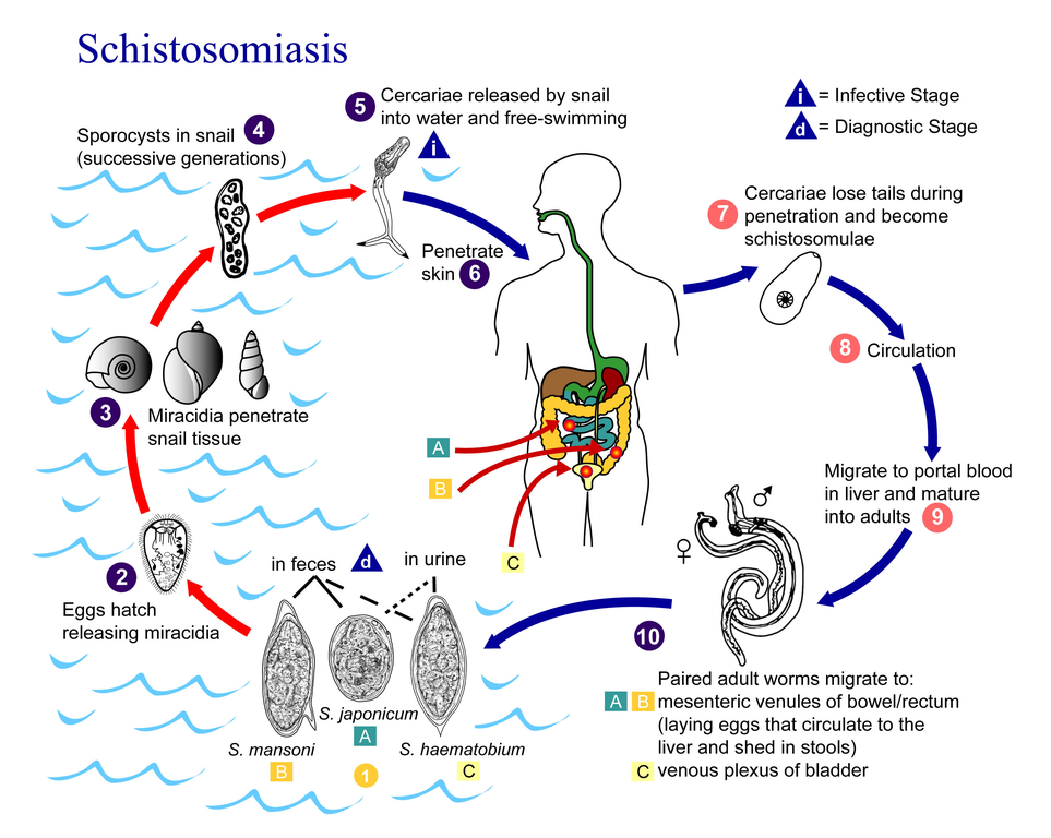 schistosomiasis in the us ceai de ghimbir cu lamaie si menta