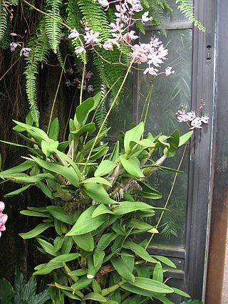 <i>Myrmecophila humboldtii</i> Species of orchid