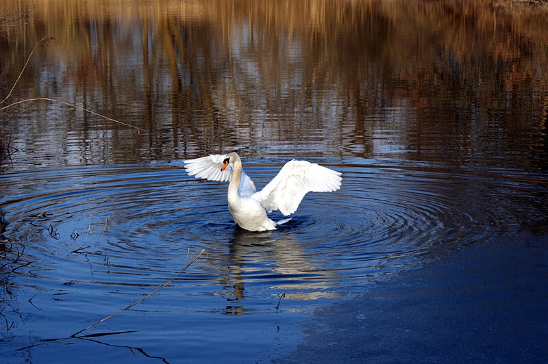 File:Schwan Eriskircher Ried.jpg