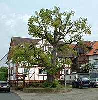 1 linden tree (village linden)