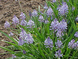 <i>Scilla litardierei</i> Species of flowering plant