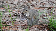 Sciurus carolinensis (veverka popelavá) eating mushroom.jpg