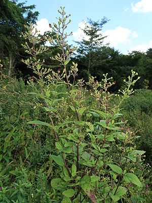 Scrophularia kakudensis