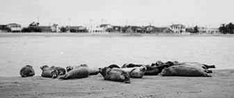 Harbor seals at Alamitos Bay, photo from an old postcard.