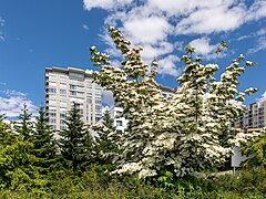 Seattle (WA, USA), Olympic Sculpture Park, Hartriegel -- 2022 -- 1615.jpg