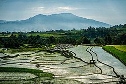 Rice fields in Tanah Datar