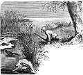 Seven Years in South Africa, page 283, otter shooting on the Chobe.jpg