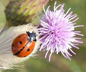 Siwepunkt-Himmelsdéierchen (Coccinella septempunctata L.)