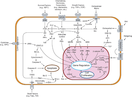 Kinase