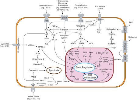 Tập tin:Signal transduction pathways.png