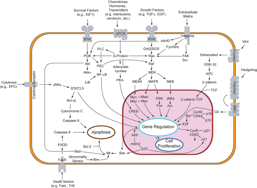 Overview of signal transduction pathways. Many of the proteins involved are kinases, including protein kinases (such as MAPK and JAK) and lipid kinases (such as PI3K).
