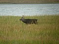 Sika (Cervus nippon) - geograph.org.uk - 258287.jpg