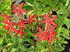 Silene regia (14763270844) .jpg