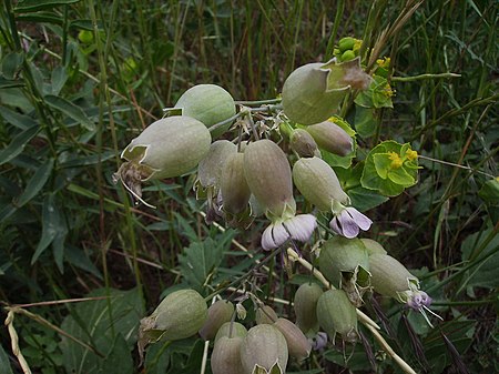 Silene_stenophylla