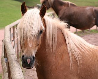 A horse with a long, thick forelock Silz cheval2.jpg