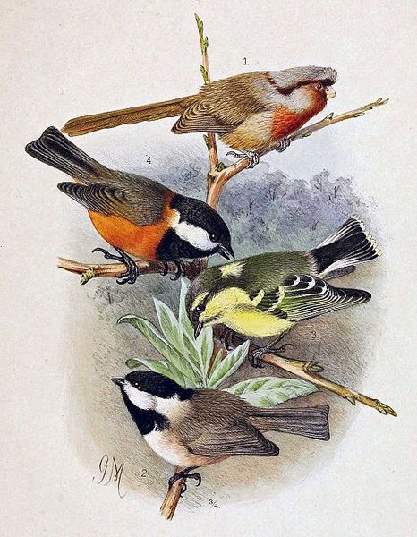 File:Sinosuthora przewalskii & Poecile hypermelaenus & Pardaliparus venustulus & Poecile davidi 1891.jpg