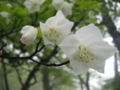 シロヤシオの花 R. quinquefolium
