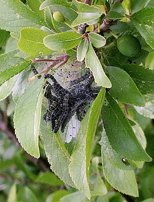 Sleedoorn Prunus spinosa Hyponomeuta rupsen.jpg