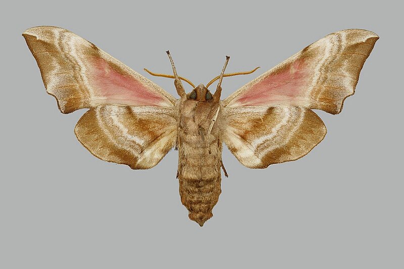 File:Smerinthus atlanticus BMNHE813676 male un.jpg