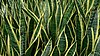 Snake Plant (Sansevieria trifasciata 'Laurentii').jpg