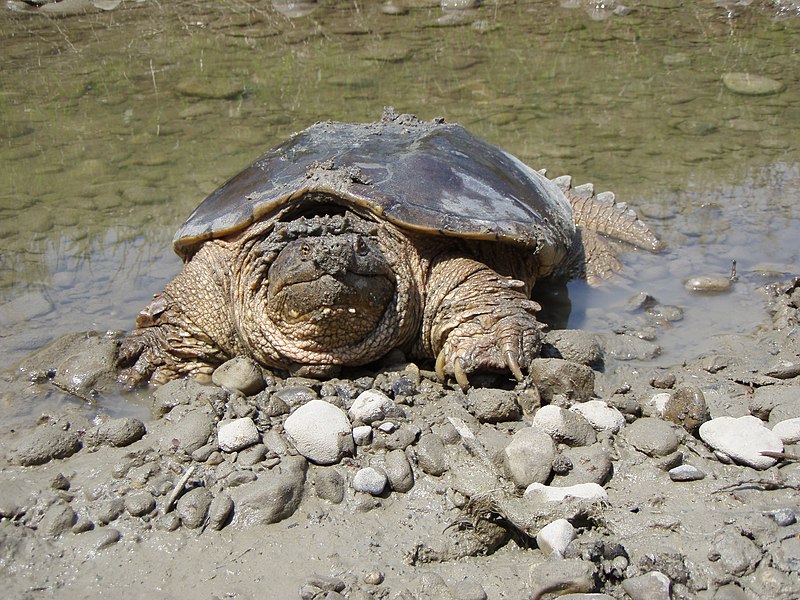 File:Snapping turtle Chelydra serpentina.JPG - Wikipedia
