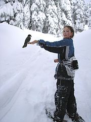 A young snowshoer with a wild bird Snowshoer with perching bird.jpg