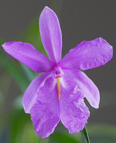 Sobralia callosa