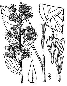 Solidago macrophylla01.jpg