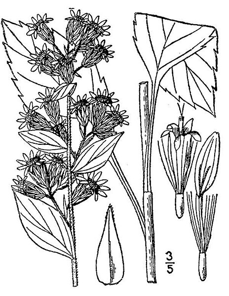 File:Solidago macrophylla01.jpg