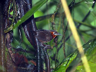 Song wren species of bird