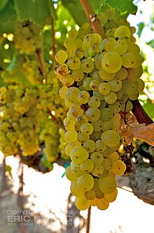 Sonoma clusters showing signs of Botrytis (noble rot).jpg