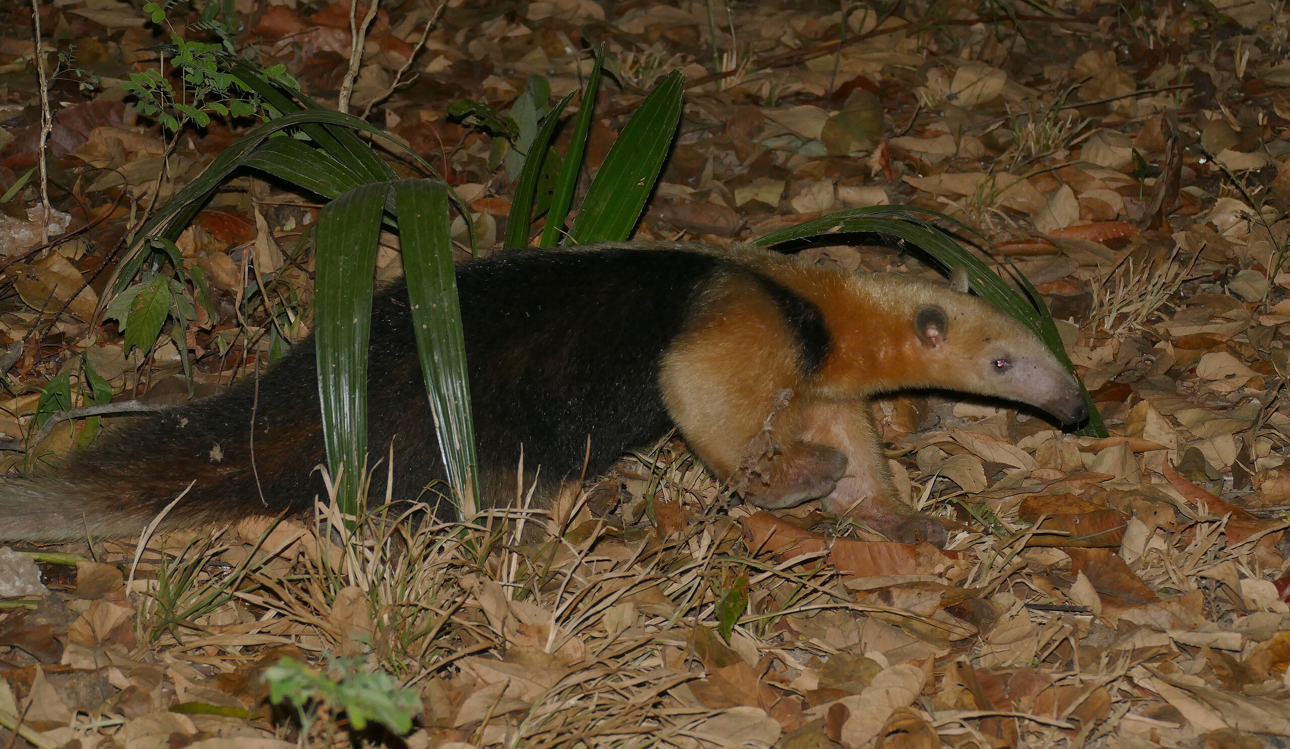 Southern tamandua - Wikipedia