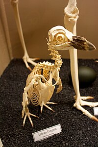 Skeleto en la Muzeo de Ostologio, Oklahomurbo