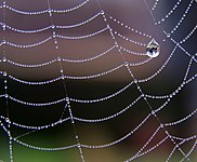 Catenárias em uma teia de aranha