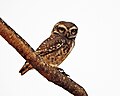 Spotted owlet-Willingdon college, Sangli-24mar19.jpg