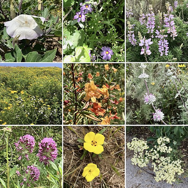 Spring blossoms of Ballona Wetlands Ecological Reserve