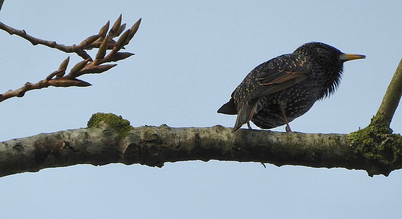 File:Starling (31890978454).jpg