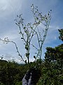 Starr-140909-1803-Cyanthillium cinereum-flowers-Wailua-Maui (24950346260).jpg