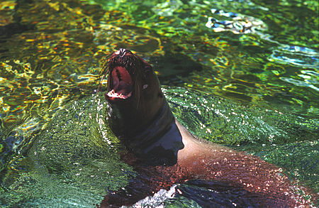 English: Steller Sea Lions Polski: Uchatki grzywiaste