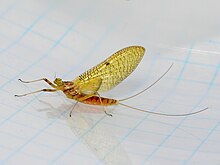 Stenacron mayfly, Stenacron interpunctatum Stenacron interpunctatum - Female - subimago - June 25 10 173.jpg