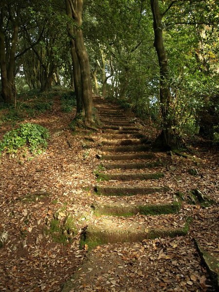 File:Steps in Chapel Hill Woods - geograph.org.uk - 1018549.jpg