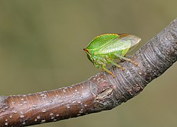 Büffelzikade (von Quartl)